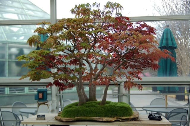 bonsai dai rami rossi