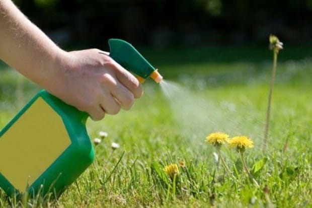 utilizzare l'aceto per eliminare le erbacce