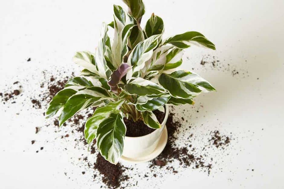 Rinvasare non significa necessariamente cambiare il vaso di una pianta: può significare anche solo semplicemente cambiare il terreno di invasatura