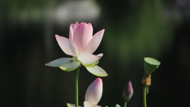 coltivazione fiore di loto