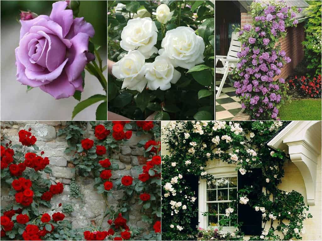 6 consigli per la coltivazione delle rose