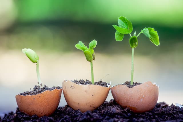 Come utilizzare i gusci d'uovo nel giardinaggio
