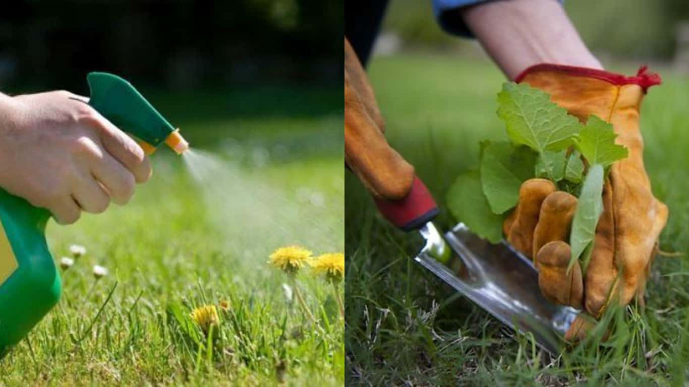 utilizzare l'aceto per eliminare le erbacce