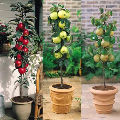 Alberi da frutto colonnari: decorativi e perfetti per piccoli spazi