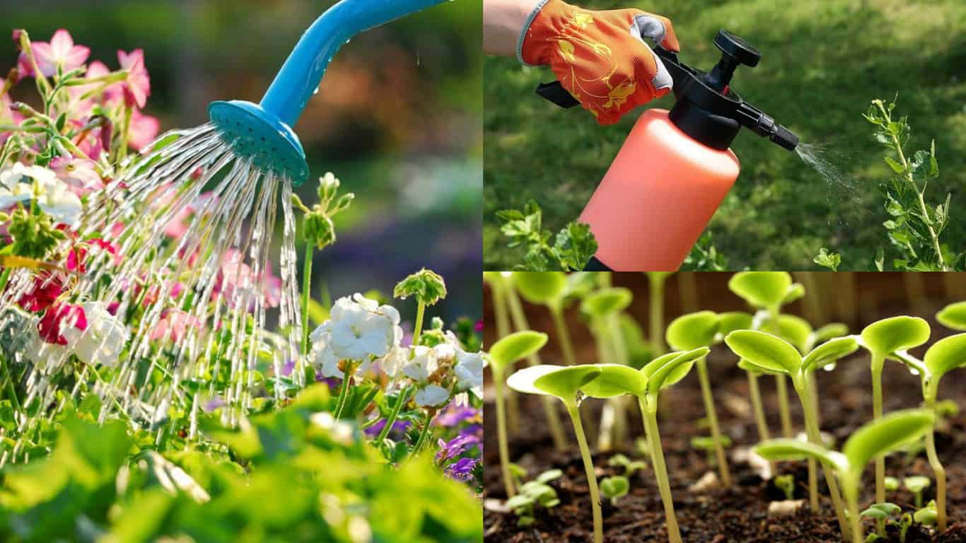 5 usi dell'acqua ossigenata in giardino