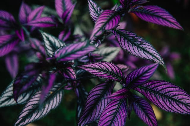 10 piante d’appartamento di colore viola