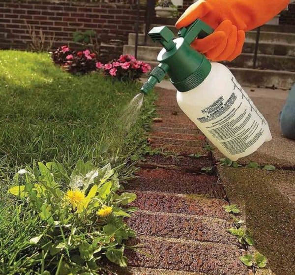 Soluzioni ecologiche per eliminare le erbacce