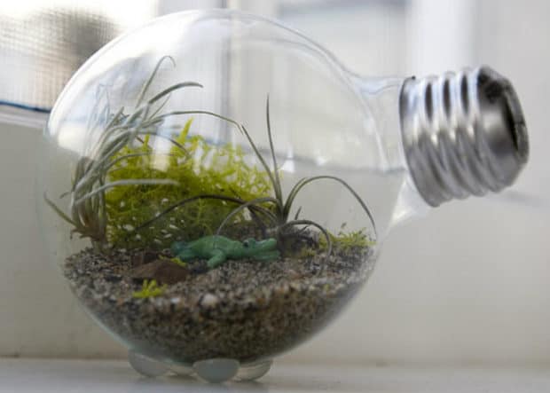 con queste vecchie lampadine potete sbizzarrirvi nel creare fantasie colorate intorno a piccole, piccolissime piantine adatte a crescere in una sorta di mini-serra