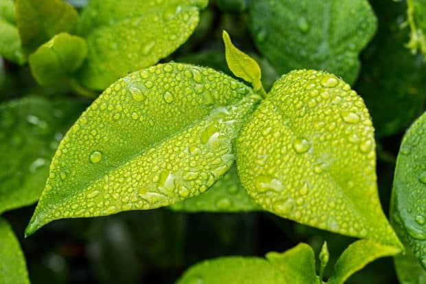 rugiada sulle foglie delle piante