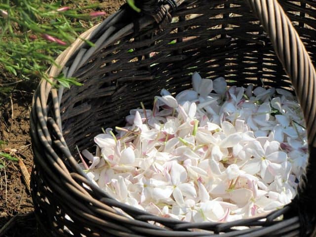 petali di fiori bianchi