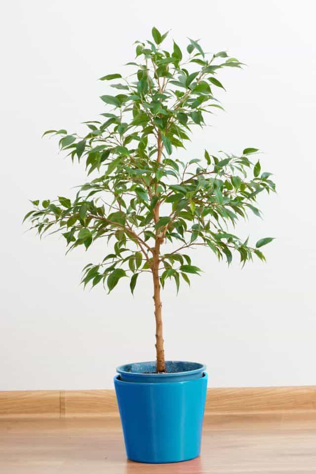 Ficus Benjamin, la più classica delle piante d'appartamento