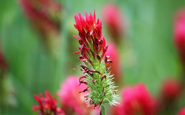 Fiore rosso, vivace e colorato, perfetto per aggiungere una nota di colore in giardino