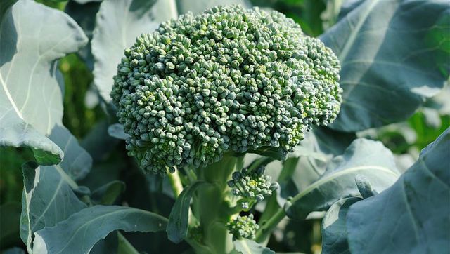 Broccoli verdi, una preziosa fonte di nutrienti.