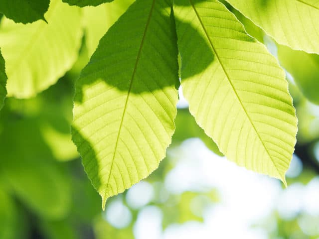 importanza delle foglie per ossigenare l'ambiente