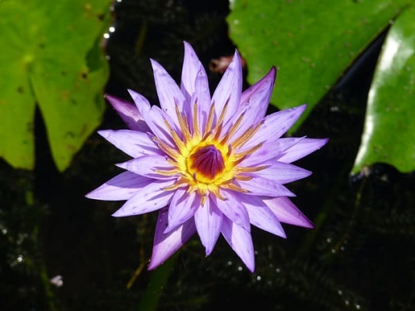 Nyphaea “Lilac Star”, adatta a chi ama le piante d’acqua. Si tratta di una ninfea tropicale, con dei fiori di un azzurro molto luminoso, ma tenue e con degli stami di un giallo dorato a fare contrasto