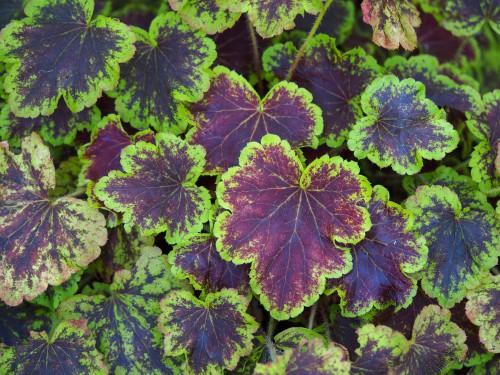 X Heucherella “Art Nouveau” a foglia verde e viola per il giardino a primavera
