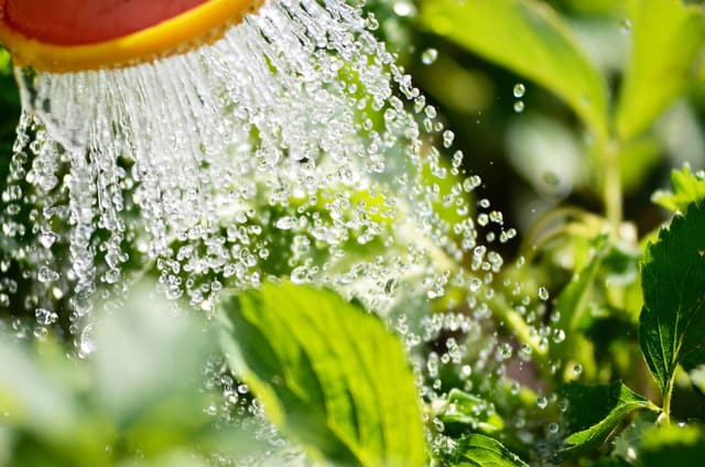 importanza acqua per le piante