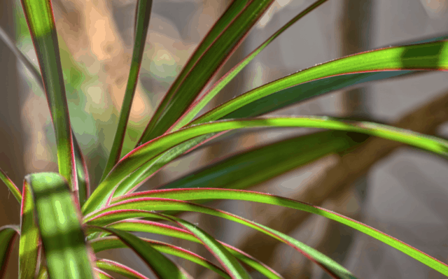 Dracena, o tronchetto della felicità: una pianta d'appartamento resistente e perfetta per l'autunno.