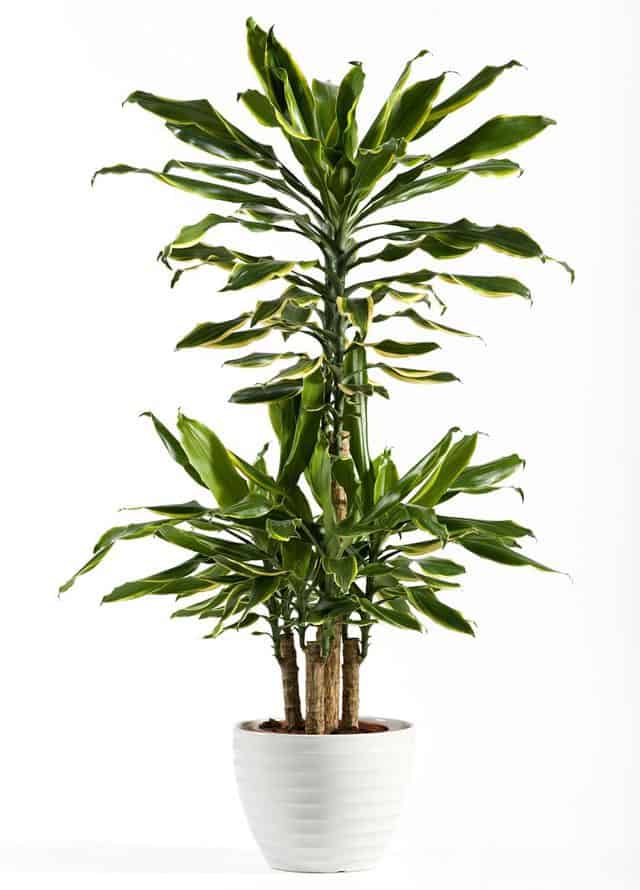 Tronchetto della felicità, una pianta ideale per l'indoor.