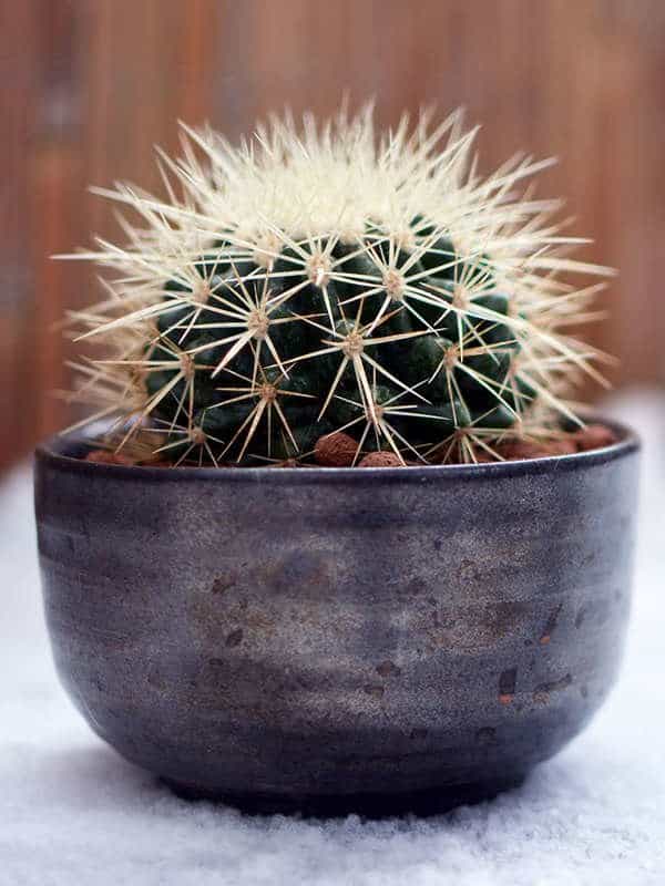 Cactus Barile, un cactus piccolo e semplice da coltivare.