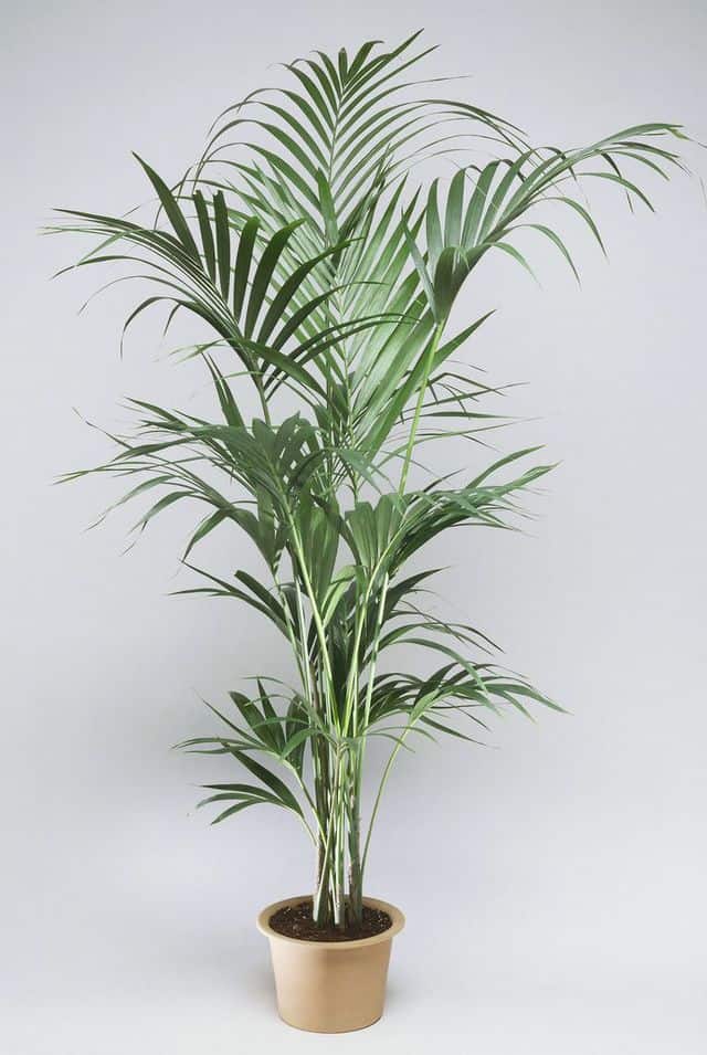 Palma Kentia, un'elegante pianta da interno.