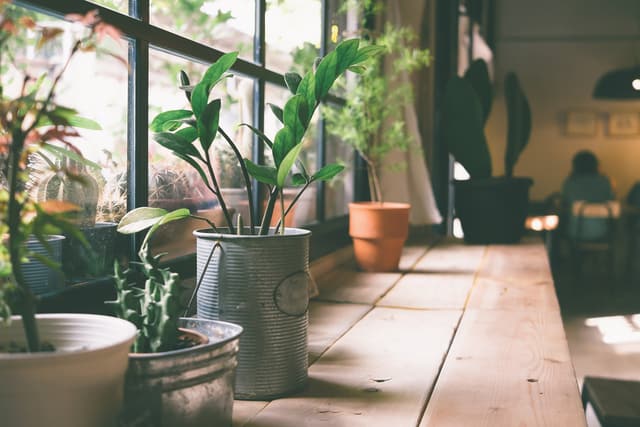 11 piante perfette per decorare la casa
