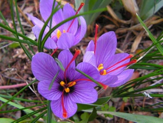 Crocus sativus, il fiore dello zafferano