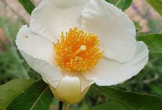 Fiore dell'albero di Franklin, appartenente alla famiglia delle piante di tè.