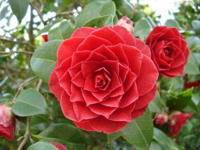 Middlemist Red, un fiore rosso che assomiglia a una rosa.