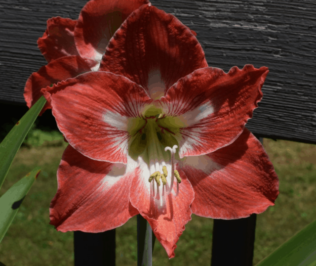 Fiore di Amarillide