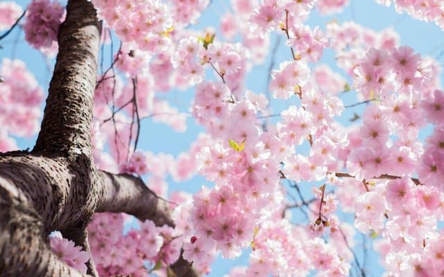 L'eleganza floreale dell'albero giapponese
