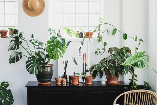 piante tropicali indoor