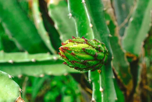 Cactus frutto del drago