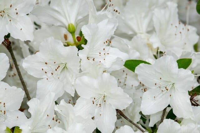 azalea bianca