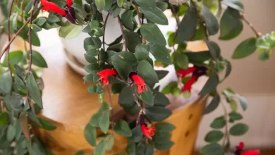 Aeschynanthus japhrolepis