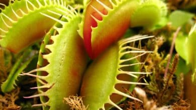 coltivare piante carnivore