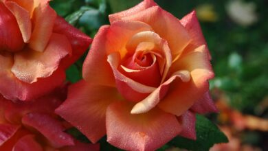 rose giardino