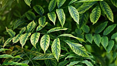 proteggere le piante dal freddo