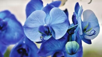 orchidea blu