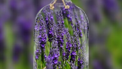 lavanda inglese