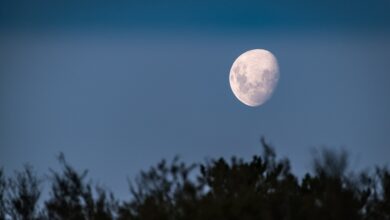 luna giardinaggio
