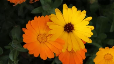 giardinaggio estivo