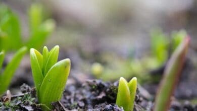 Bulbi per la primavera